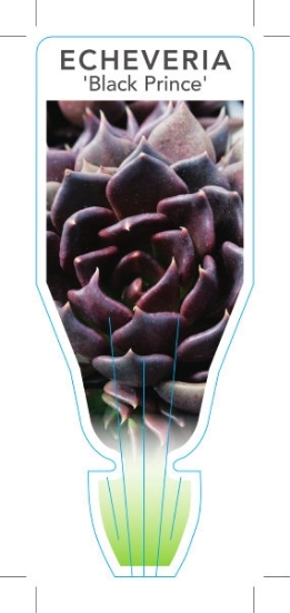 Picture of SUCCULENT ECHEVERIA IMBRICATA BLACK PRINCE                                                                                                            