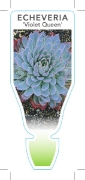 Picture of SUCCULENT ECHEVERIA VIOLET QUEEN                                                                                                                      