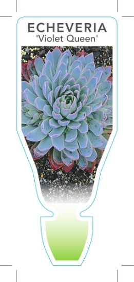 Picture of SUCCULENT ECHEVERIA VIOLET QUEEN                                                                                                                      