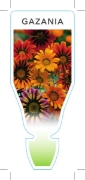 Picture of ANNUAL GAZANIA HYBRIDS                                                                                                                                