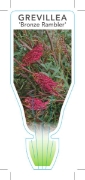 Picture of GREVILLEA BRONZE RAMBLER                                                                                                                              