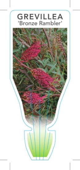 Picture of GREVILLEA BRONZE RAMBLER                                                                                                                              