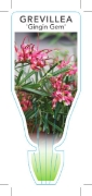 Picture of GREVILLEA OBTUSIFOLIA GINGIN GEM                                                                                                                      