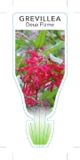 Picture of GREVILLEA RHYOLITICA DEUA FLAME                                                                                                                       