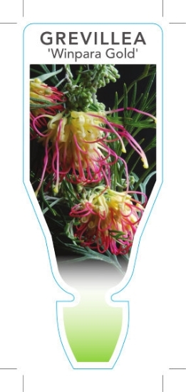 Picture of GREVILLEA WINPARA GOLD                                                                                                                                