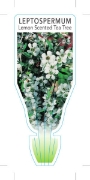Picture of LEPTOSPERMUM PETERSONII LEMON SCENTED TEA TREE                                                                                                        