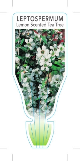 Picture of LEPTOSPERMUM PETERSONII LEMON SCENTED TEA TREE                                                                                                        