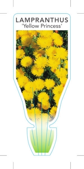 Picture of SUCCULENT LAMPRANTHUS YELLOW PRINCESS PIG FACE                                                                                                        