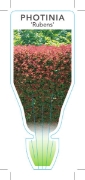 Picture of **PHOTINIA GLABRA RUBENS                                                                                                                              