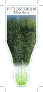 Picture of PITTOSPORUM TENUIFOLIUM SILVER SONG                                                                                                                   