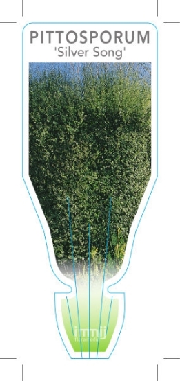 Picture of PITTOSPORUM TENUIFOLIUM SILVER SONG                                                                                                                   