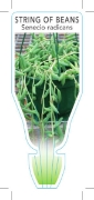 Picture of **SUCCULENT SENECIO RADICANS STRING OF BEANS                                                                                                          