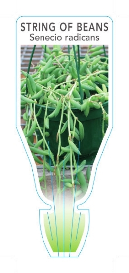 Picture of **SUCCULENT SENECIO RADICANS STRING OF BEANS                                                                                                          