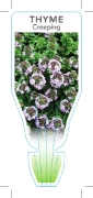 Picture of THYME CREEPING (Thymus serpyllum)                                                                                                                     