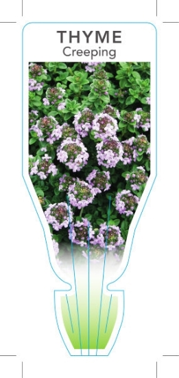 Picture of THYME CREEPING (Thymus serpyllum)                                                                                                                     
