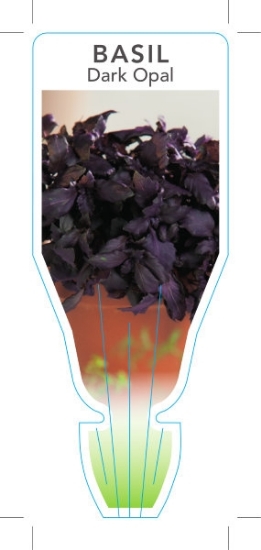 Picture of **HERB BASIL DARK OPAL (Ocimum basilicum)                                                                                                             