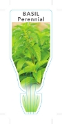 Picture of **HERB BASIL PERENNIAL (Ocimum gratissimum)                                                                                                           