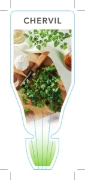 Picture of **HERB CHERVIL FRENCH PARSLEY (Anthriscus cerefolium)                                                                                                 