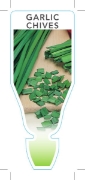Picture of HERB CHIVES GARLIC (Allium tuberosum)                                                                                                                 