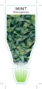 Picture of HERB MINT VIETNAMESE  (Polygonum odoratum)                                                                                                            