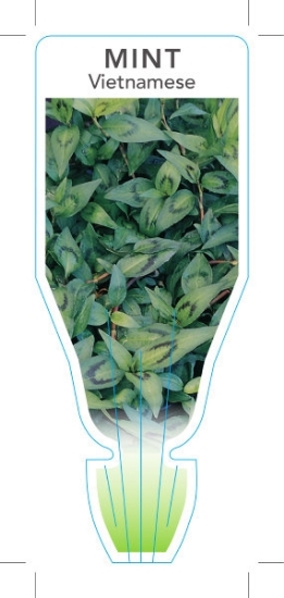 Picture of HERB MINT VIETNAMESE  (Polygonum odoratum)                                                                                                            