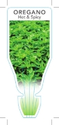 Picture of **HERB OREGANO HOT &amp; SPICY (Origanum sp.)                                                                                                         