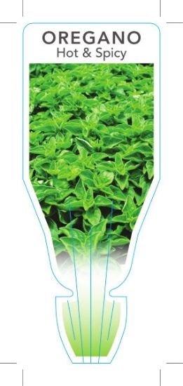 Picture of **HERB OREGANO HOT &amp; SPICY (Origanum sp.)                                                                                                         