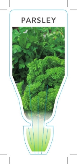 Picture of **HERB PARSLEY (Petroselinum crispum)                                                                                                                 