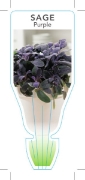 Picture of HERB SAGE PURPLE (Salvia officinalis Purpurescens)                                                                                                    