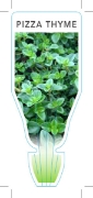 Picture of **HERB THYME PIZZA (Thymus vulgaris)                                                                                                                  