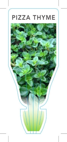 Picture of **HERB THYME PIZZA (Thymus vulgaris)                                                                                                                  
