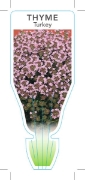 Picture of **HERB THYME TURKEY (Thymus Westmoreland)                                                                                                             