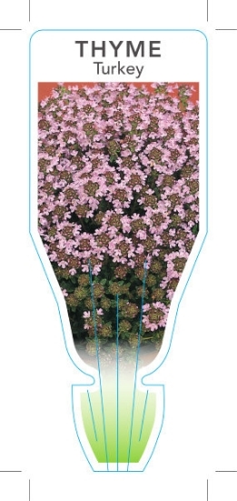 Picture of **HERB THYME TURKEY (Thymus Westmoreland)                                                                                                             