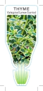 Picture of **HERB THYME VARIEGATED LEMON SCENTED (Thymus x citriodorus)                                                                                          
