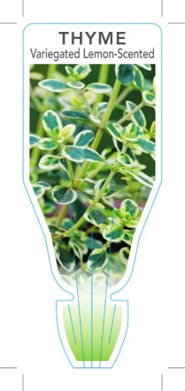 Picture of **HERB THYME VARIEGATED LEMON SCENTED (Thymus x citriodorus)                                                                                          