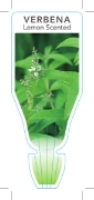 Picture of **HERB VERBENA LEMON SCENTED (Aloysia triphylla)                                                                                                      