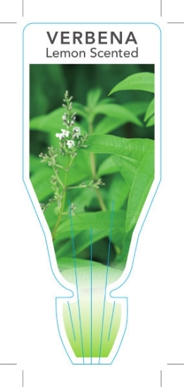 Picture of **HERB VERBENA LEMON SCENTED (Aloysia triphylla)                                                                                                      