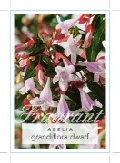 Picture of ABELIA GRANDIFLORA DWARF                                                                                                                              