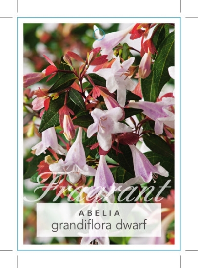Picture of ABELIA GRANDIFLORA DWARF                                                                                                                              
