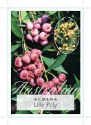 Picture of ACMENA SMITHII LILLY PILLY                                                                                                                            