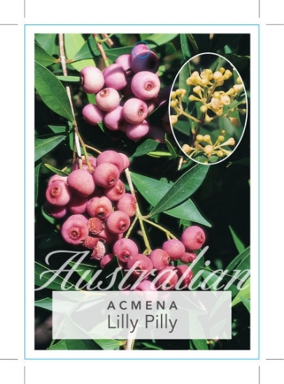 Picture of ACMENA SMITHII LILLY PILLY                                                                                                                            