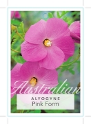 Picture of ALYOGYNE HUEGELII PINK FORM                                                                                                                           