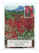 Picture of ANIGOZANTHOS BIG RED                                                                                                                                  