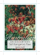 Picture of ANIGOZANTHOS FLAVIDUS PINK/RED                                                                                                                        
