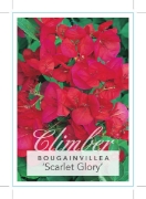 Picture of BOUGAINVILLEA SCARLET GLORY                                                                                                                           