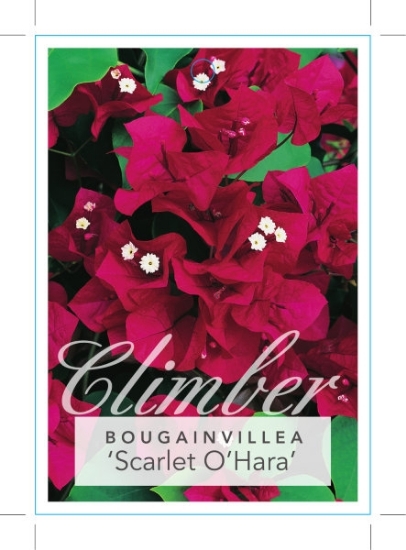 Picture of BOUGAINVILLEA SCARLET OHARA                                                                                                                           