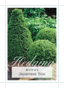 Picture of **BUXUS MICROPHYLLA VAR JAPONICA JAPANESE BOX                                                                                                         