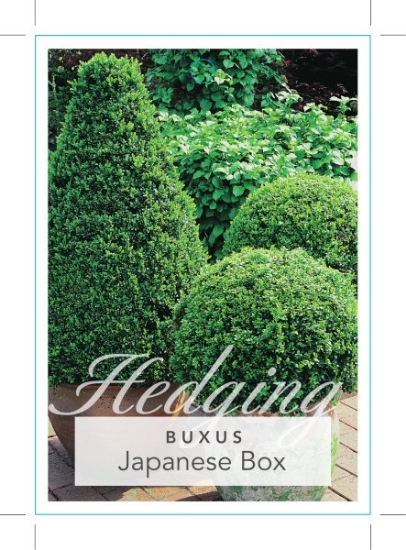 Picture of **BUXUS MICROPHYLLA VAR JAPONICA JAPANESE BOX                                                                                                         