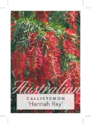 Picture of CALLISTEMON VIMINALIS HANNAH RAY                                                                                                                      