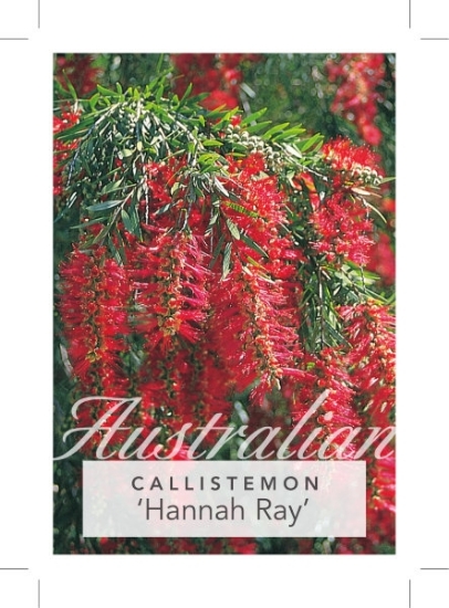 Picture of CALLISTEMON VIMINALIS HANNAH RAY                                                                                                                      